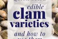 Edible Clam Varieties