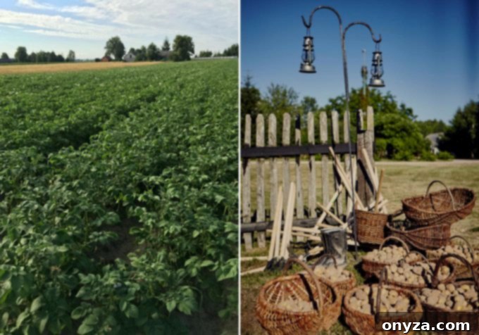 Blooming potato plants in a field and a bountiful potato harvest, showcasing the source of Chopin's potato vodka.