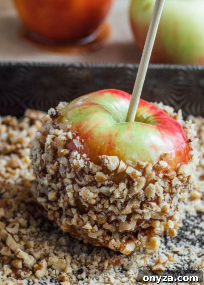 gourmet Honeycrisp apple dipped in golden caramel and generously rolled in toasted chopped walnuts