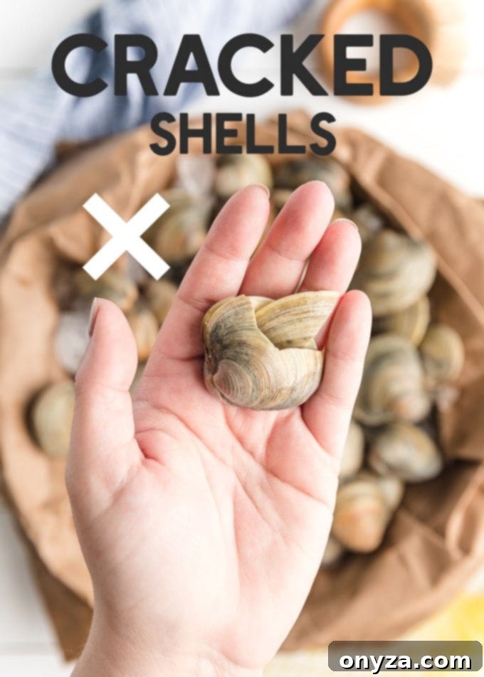 Your Ultimate Guide to Perfect Clams 4 Close-up of a fresh clam with a visibly cracked shell