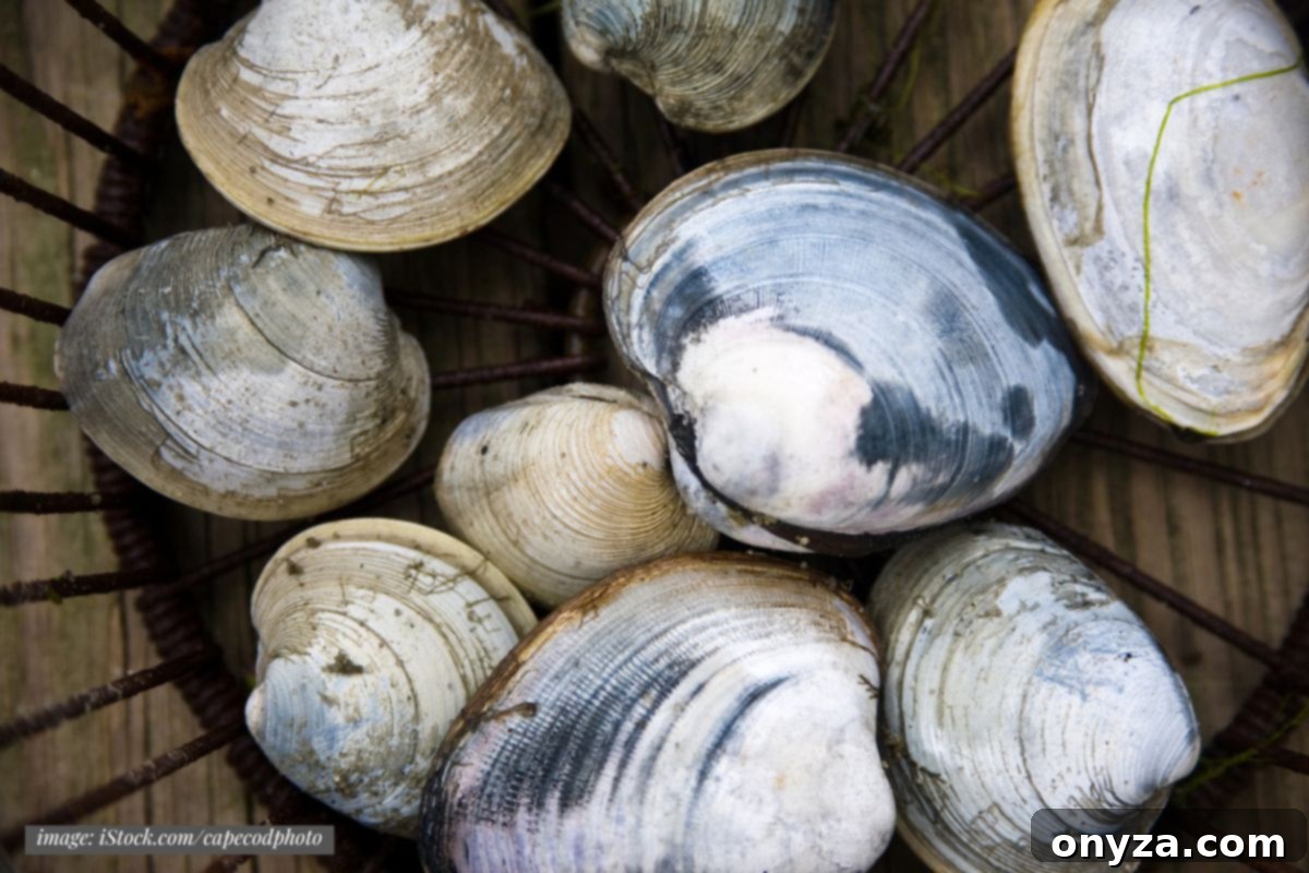 Edible Clam Varieties 3 closeup of fresh quahog clams in shells