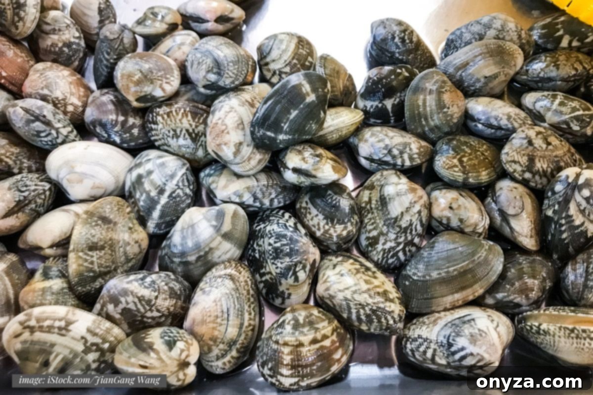 Edible Clam Varieties 4 closeup of a pile of fresh manilla clams