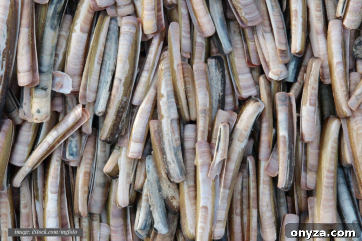 Edible Clam Varieties 6 raw jackknife clams (atlantic razor clams)