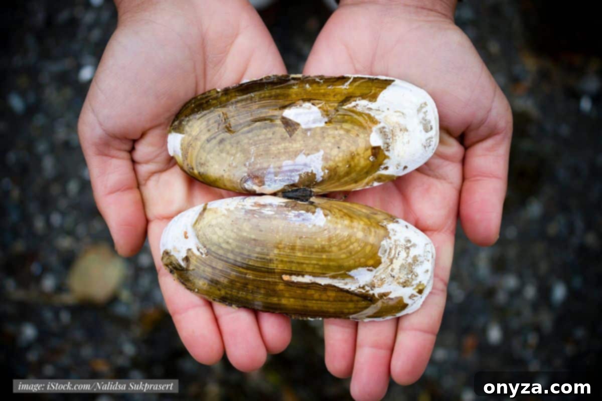 Edible Clam Varieties 7 overhead photo of hands holding 2 fresh pacific razor clams