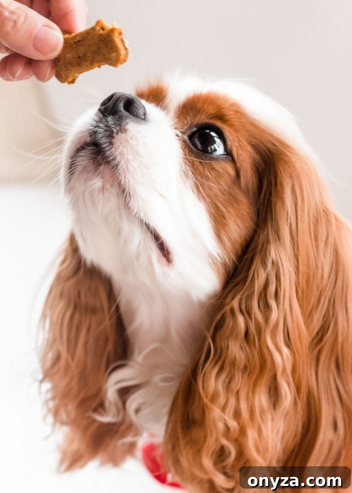 Wholesome Pumpkin Apple Oat Treats for Pups 3 Toby, a handsome 4-year-old Cavalier King Charles Spaniel, curiously sniffing a freshly baked pumpkin dog treat, eager to try it.