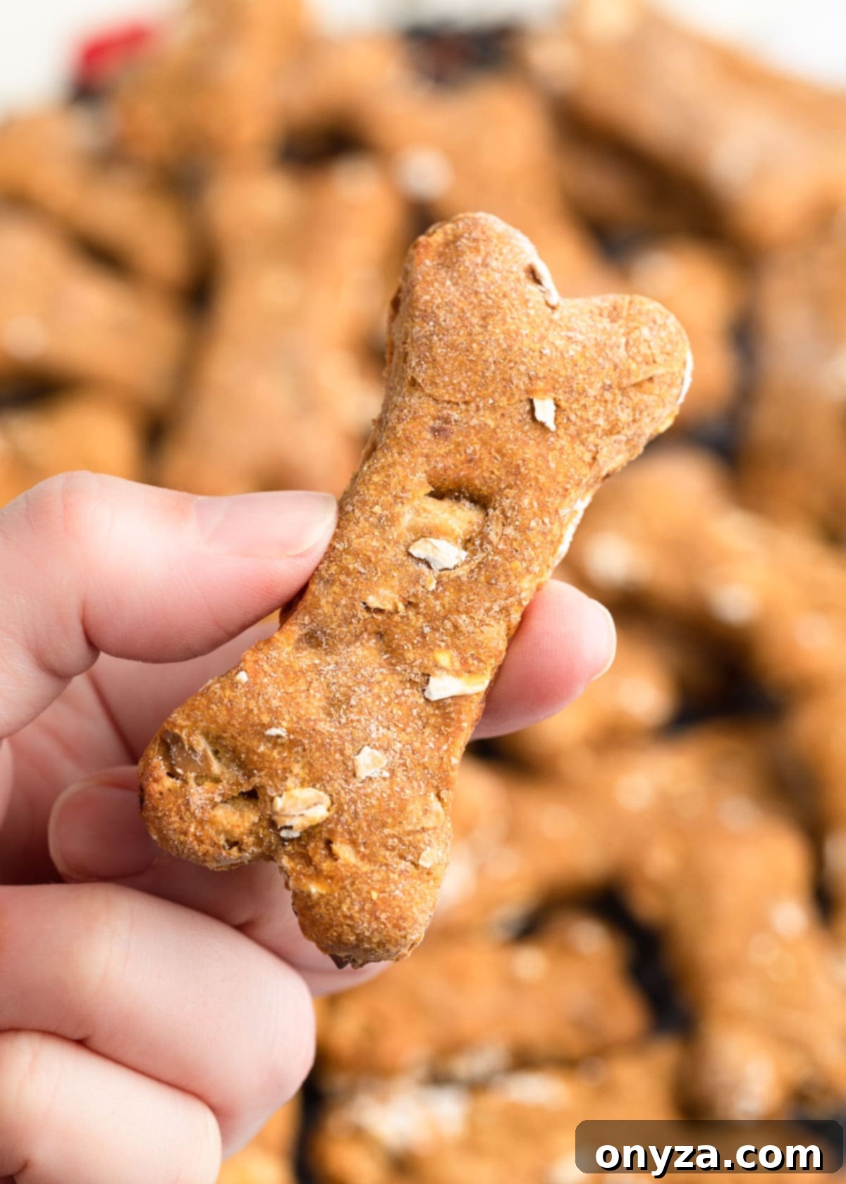 Wholesome Pumpkin Apple Oat Treats for Pups 7 A close-up shot of a hand gently holding a perfectly baked, bone-shaped homemade pumpkin dog treat, highlighting its appealing texture and golden-brown finish.