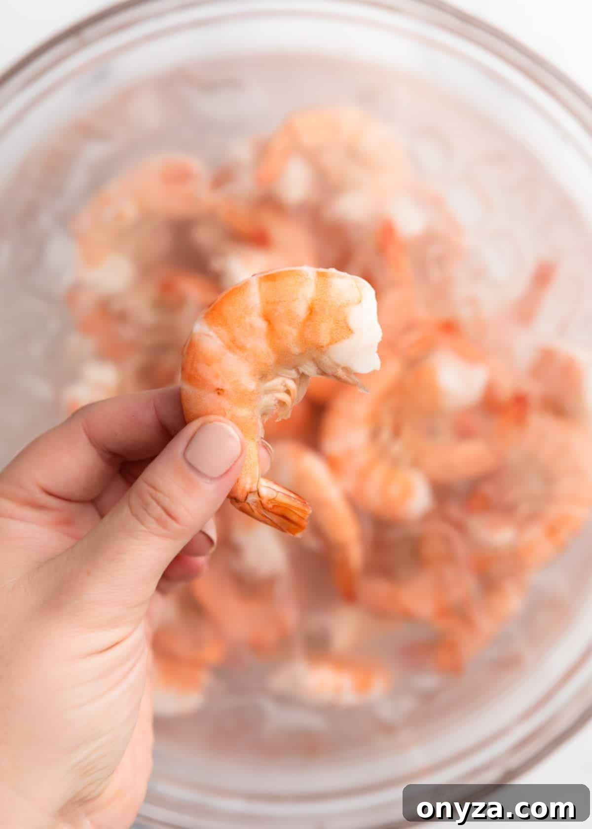 Overhead close-up of an unpeeled poached shrimp being held above a glass bowl of cooled shrimp in ice water, indicating readiness for peeling.